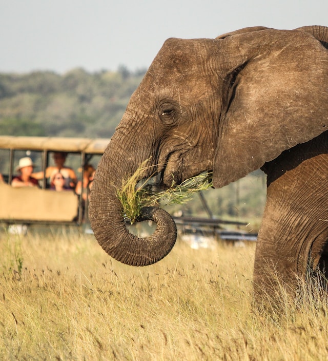 Fly-in Luxury Safari